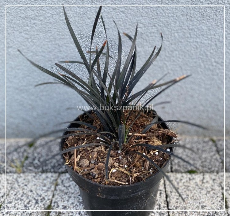 Konwalnik płaskopędowy NIGER - Ophiopogon planiscapus