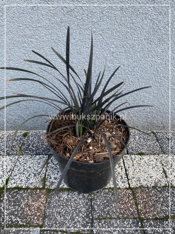 Konwalnik płaskopędowy NIGER - Ophiopogon planiscapus
