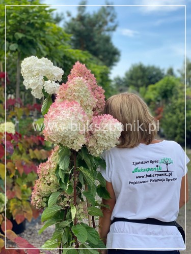 Hortensja bukietowa  Renhy 'VANILLE FRAISE'- Hydrangea paniculata C10