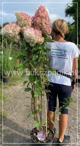 Hortensja bukietowa  Renhy 'VANILLE FRAISE'- Hydrangea paniculata C10