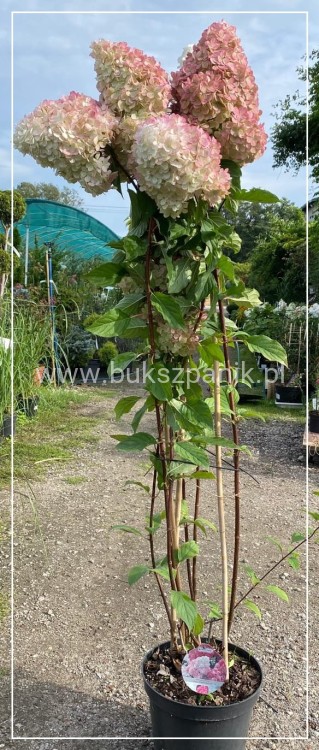 Hortensja bukietowa  Renhy 'VANILLE FRAISE'- Hydrangea paniculata C10