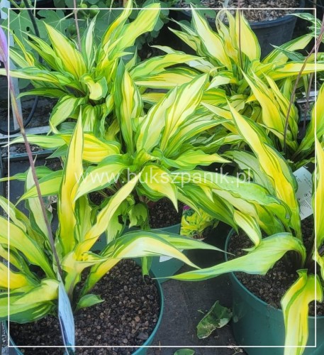 Hosta 'Lipstick Kiss'- funkia