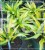 Hosta 'Lipstick Kiss'- funkia