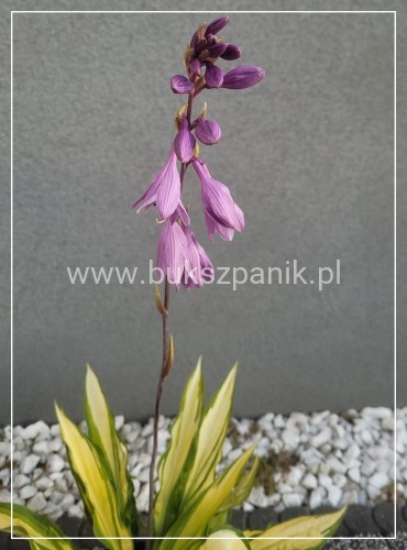 Hosta 'Lipstick Kiss' funkia