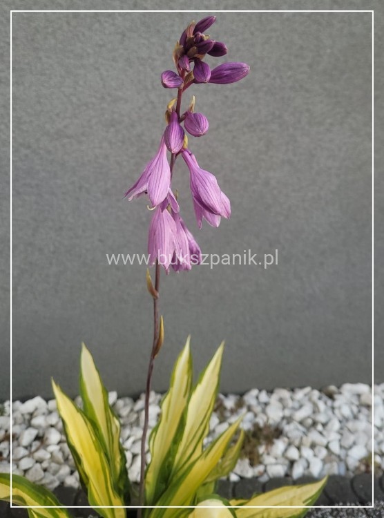 Hosta 'Lipstick Kiss' funkia