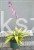 Hosta 'Lipstick Kiss' - funkia