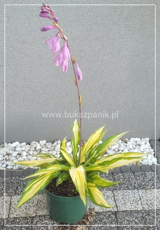 Hosta 'Lipstick Kiss' - funkia