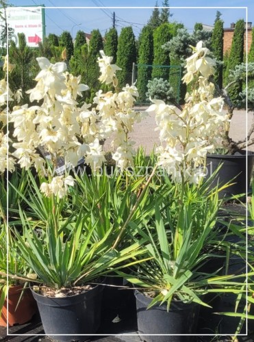 juka ogrodowa - karolińska yucca filamentosa