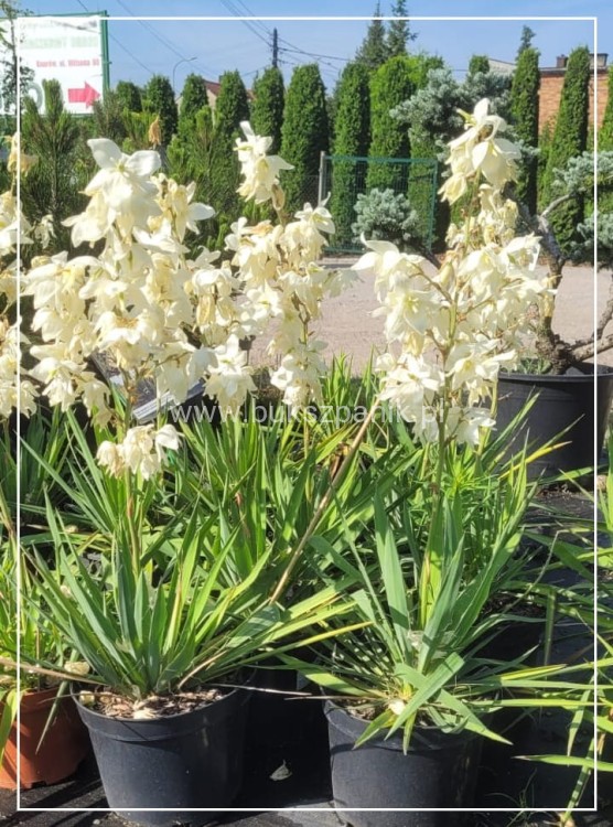 juka ogrodowa - karolińska yucca filamentosa