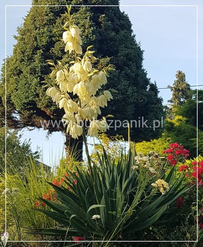 juka ogrodowa - karolińska yucca filamentosa