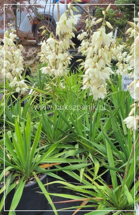 juka ogrodowa - karolińska yucca filamentosa