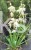 juka ogrodowa - karolińska yucca filamentosa