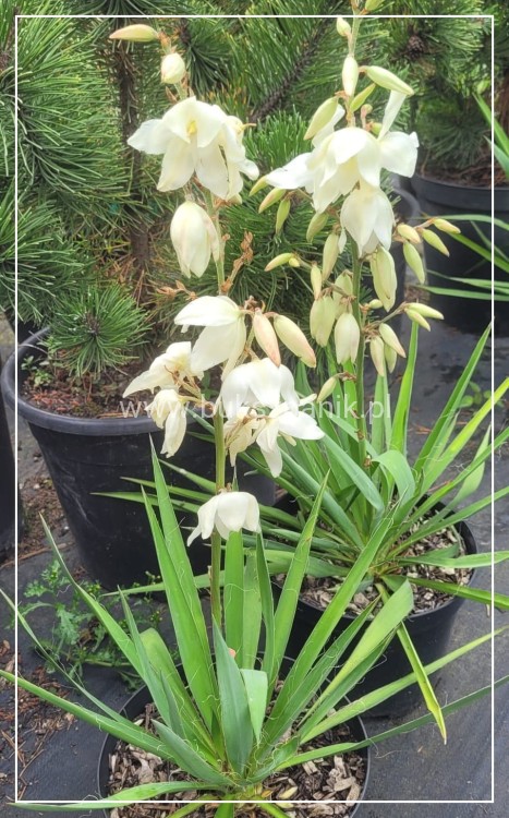 juka ogrodowa - karolińska yucca filamentosa