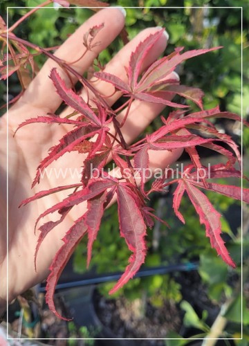 Klon palmowy Shirazz- Acer palmatumPa90-100/25-35 C5