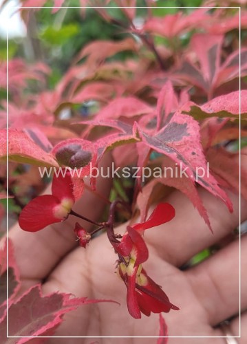 Klon palmowy Shirazz- Acer palmatumPa90-100/25-35 C5