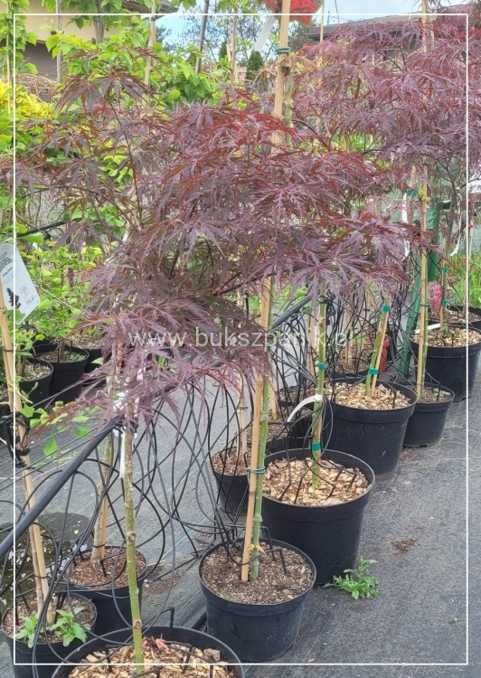 Klon Palmowy FIRECRACKER - Acer palmatum