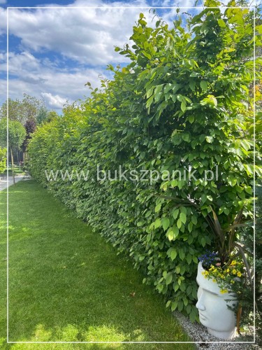 Grab pospolity - Carpinus betulus