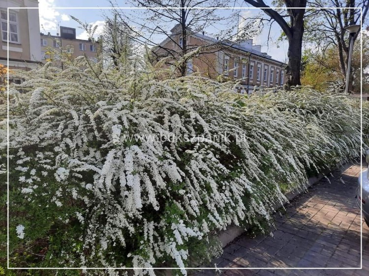 Tawuła szara 'Grefsheim'- Spiraea ×cinerea