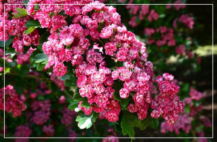 Głóg pośredni 'Paul's Scarlet'- Crataegus ×media ob. 10-12 cm