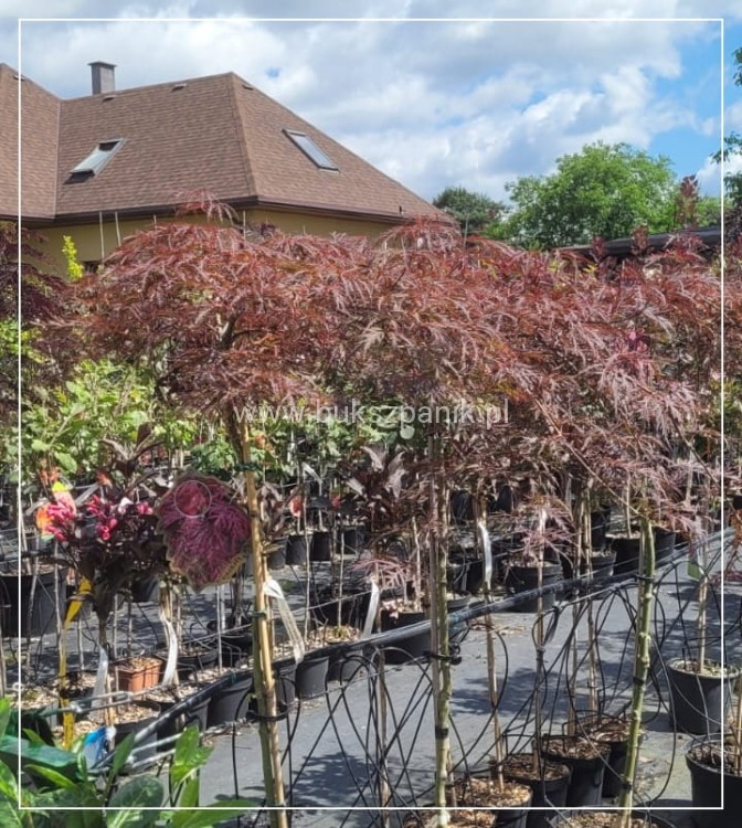 Klon palmowy 'Garnet'- Acer palmatum PA110-130/40-60cm C12l