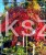 Klon palmowy GARNET- Acer palmatum Garnet PA70-90cm
