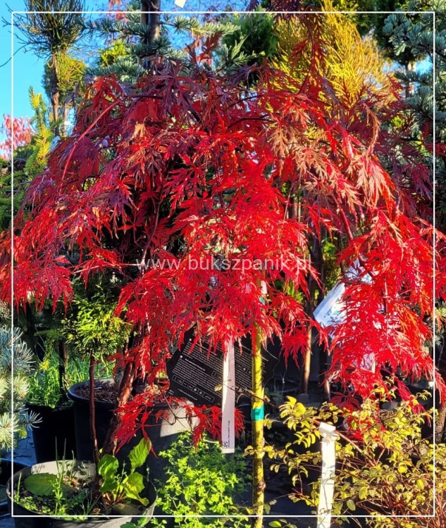 Klon palmowy GARNET- Acer palmatum Garnet PA70-90cm