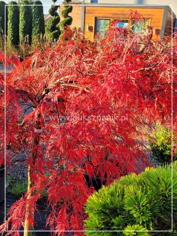 Klon palmowy GARNET- Acer palmatum Garnet PA70-90cm