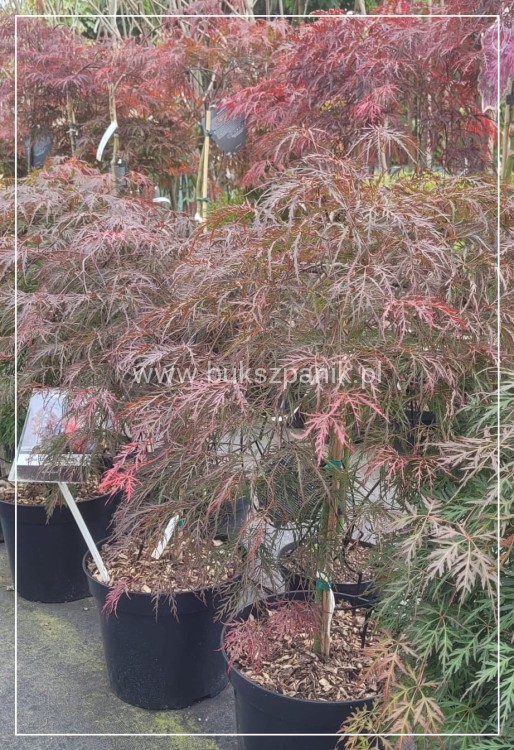 Klon palmowy GARNET- Acer palmatum Garnet PA70-90cm