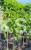 Morwa biała PENDULA PA 120-130cm Morus alba (