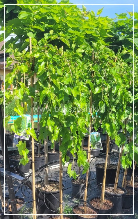 Morwa biała PENDULA PA 120-130cm Morus alba (