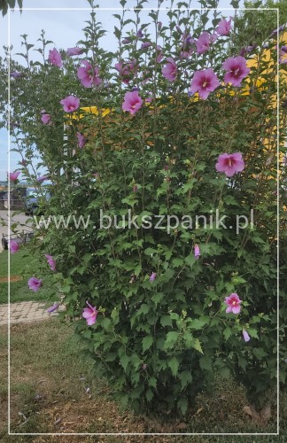 Hibiskus ogrodowy APHRODITE Ketmia syryjska