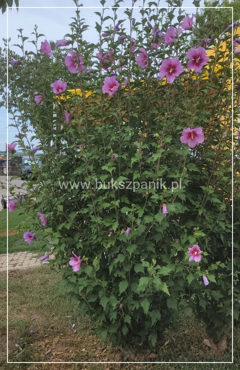 Hibiskus ogrodowy APHRODITE Ketmia syryjska