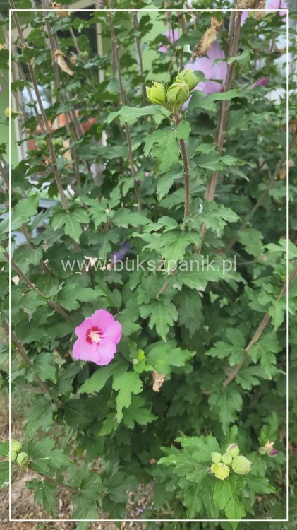 Hibiskus ogrodowy APHRODITE Ketmia syryjska