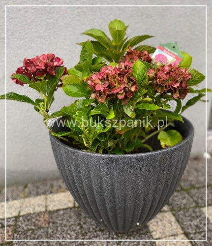 Hortensja ogrodowa Premium Royal Red Purple- Hydrangea macrophylla