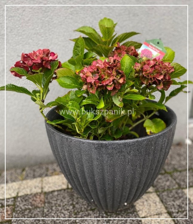 Hortensja ogrodowa Premium Royal Red Purple- Hydrangea macrophylla