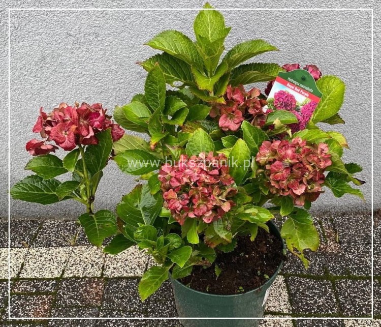 Hortensja ogrodowa Premium Royal Red Purple- Hydrangea macrophylla