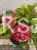 Hortensja ogrodowa Premium Royal Red Purple- Hydrangea macrophylla