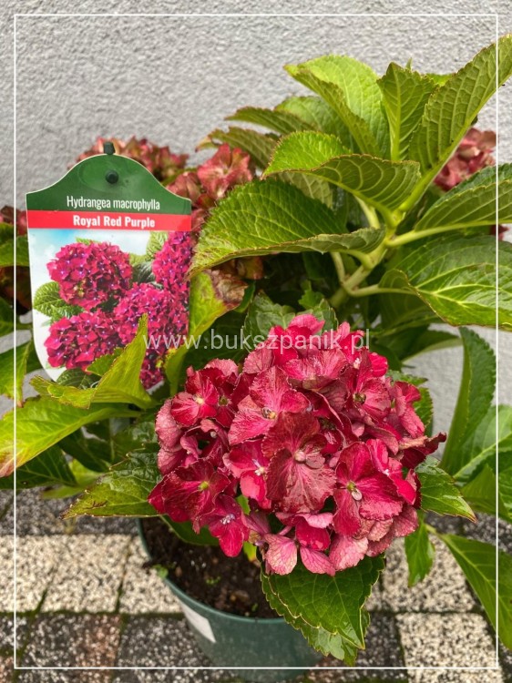 Hortensja ogrodowa Premium Royal Red Purple- Hydrangea macrophylla
