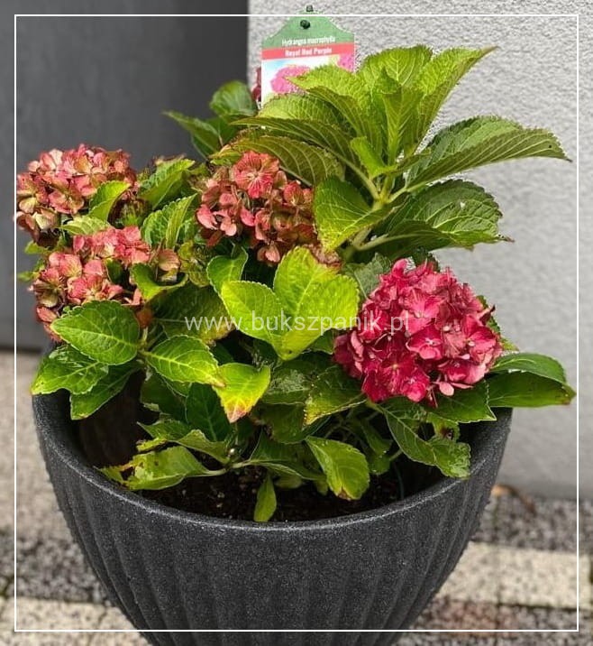 Hortensja ogrodowa Premium Royal Red Purple- Hydrangea macrophylla