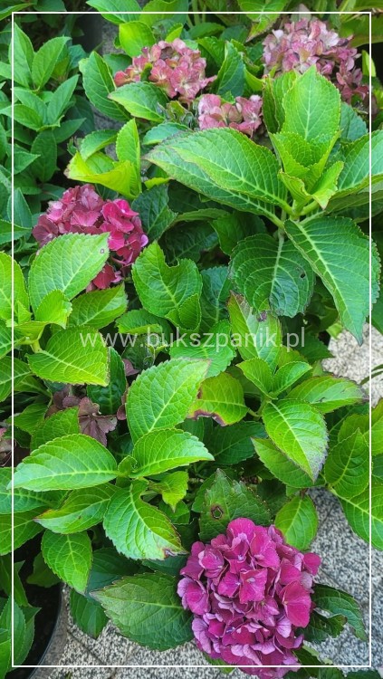 Hortensja ogrodowa Premium Royal Red Purple- Hydrangea macrophylla