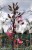 Jabłoń rajska ozdobna OLA - Malus wys. 120-140cm