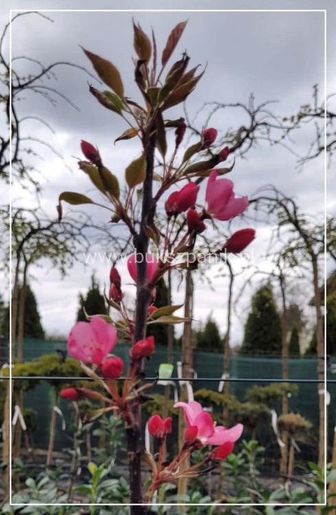 Jabłoń rajska ozdobna OLA - Malus wys. 120-140cm
