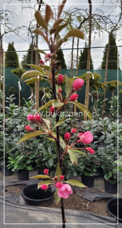 Jabłoń rajska ozdobna OLA - Malus wys. 120-140cm