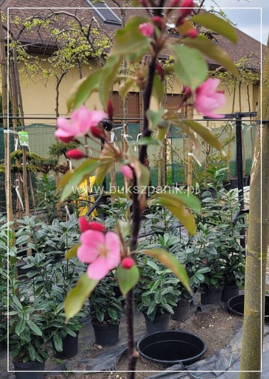 Jabłoń rajska ozdobna OLA - Malus wys. 120-140cm