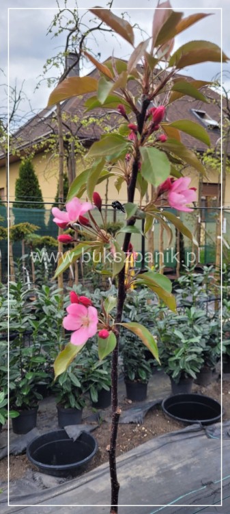 Jabłoń rajska ozdobna OLA - Malus wys. 120-140cm