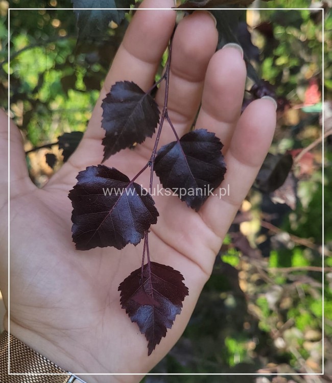 Brzoza brodawkowata ROYAL FROST- Betula Pendula