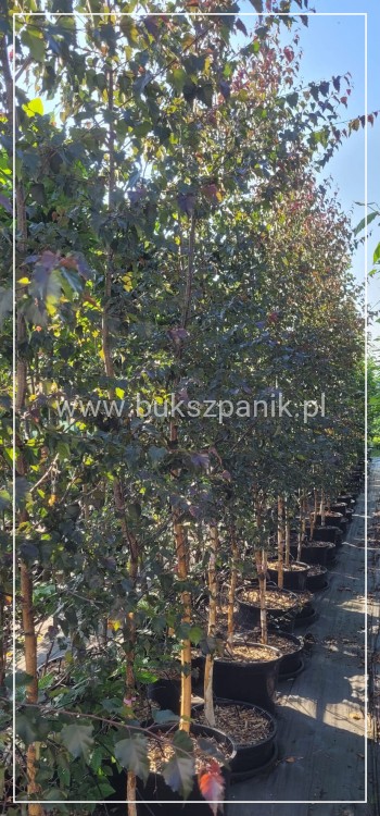 Brzoza brodawkowata ROYAL FROST- Betula Pendula