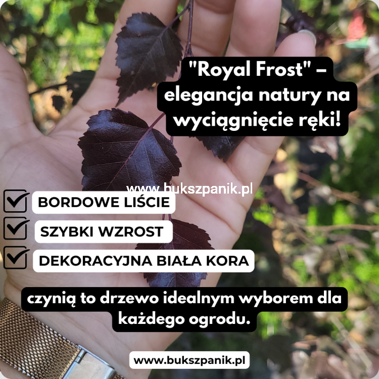 Brzoza brodawkowata ROYAL FROST- Betula Pendula