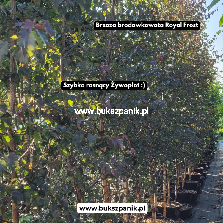 Brzoza brodawkowata ROYAL FROST- Betula Pendula