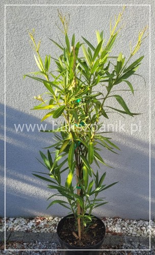 Oleander pospolity (Nerium oleander)- BIAŁY